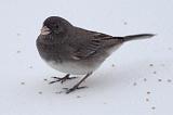 Dark-eyed Junco (Slate Form)_52451